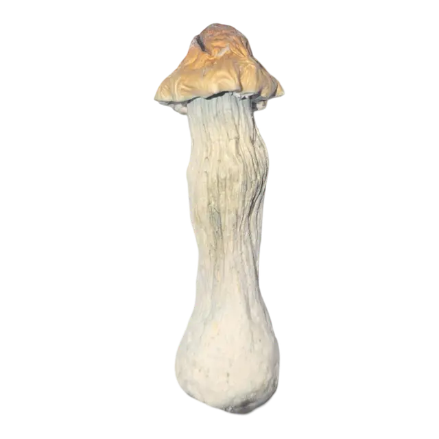 Teonanácatl | Magic Mushrooms | 3.5